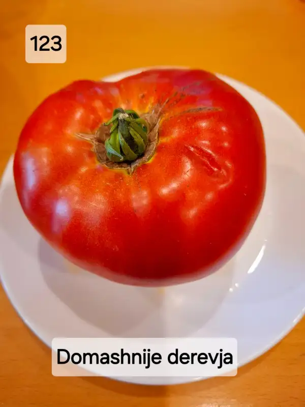 Tomaten: Domashnije derevja