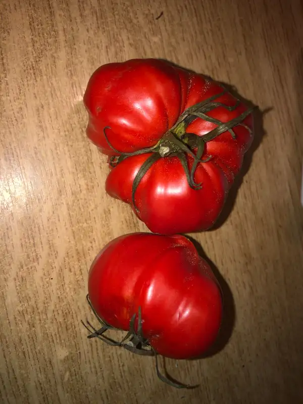 Tomaten: Domneasca de Secui