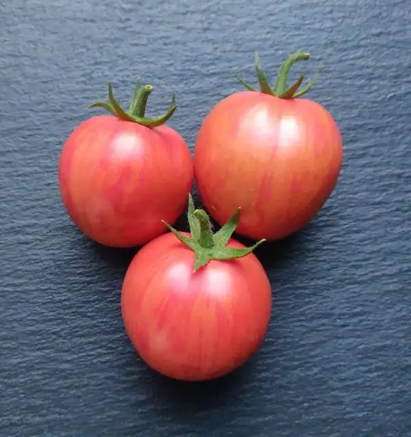 Tomaten: Don Juan