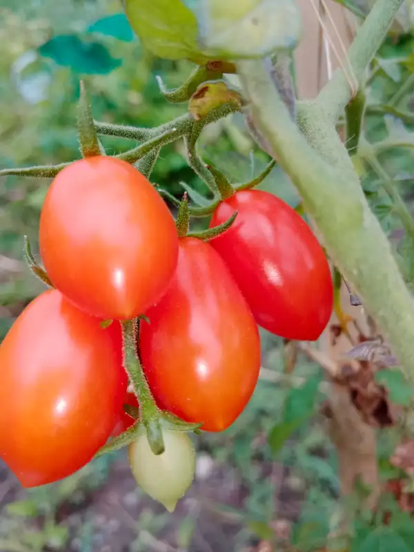 Tomaten: Donatellina