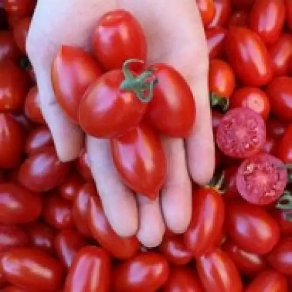 Tomaten: Donatellina