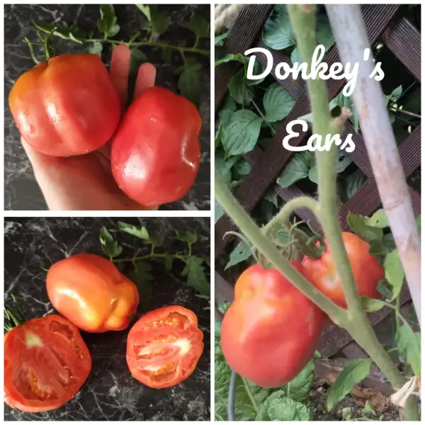 Tomaten: Donkey