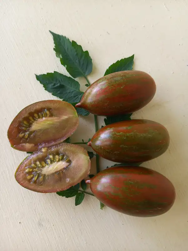 Tomaten: Donnerkeil
