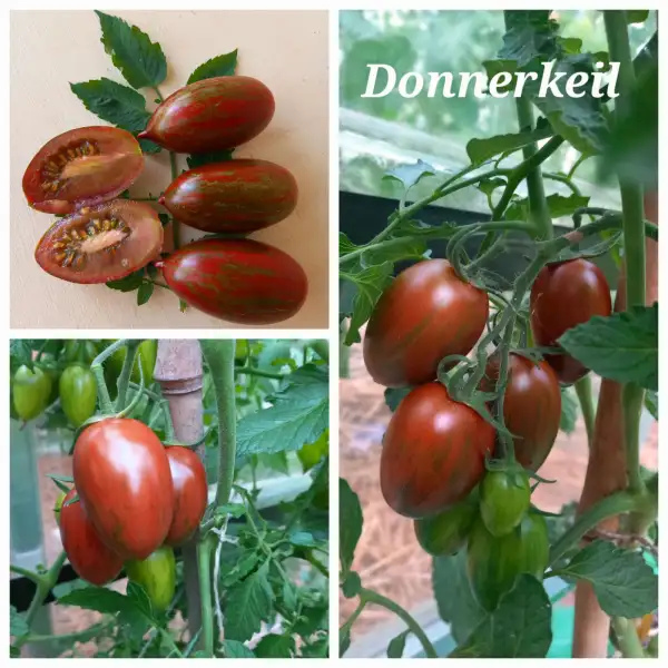 Tomaten: Donnerkeil