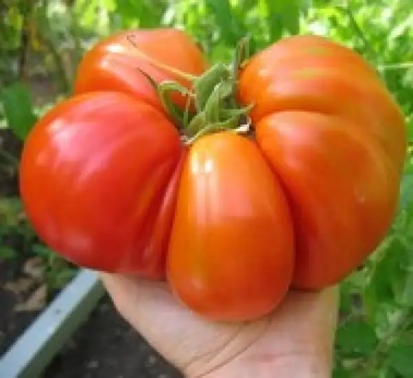 Tomaten: Donskoi