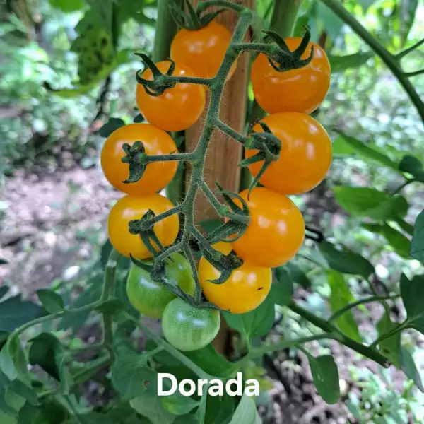 Tomaten: Dorada