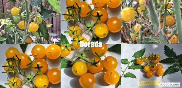 Tomaten: Dorada