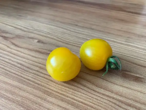 Tomaten: Dorada