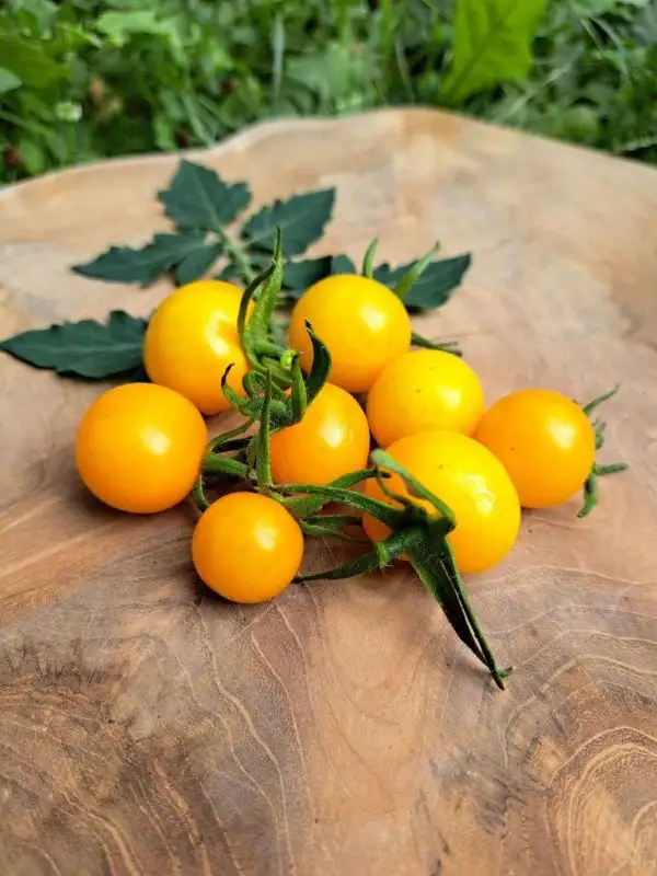 Tomaten: Dorada