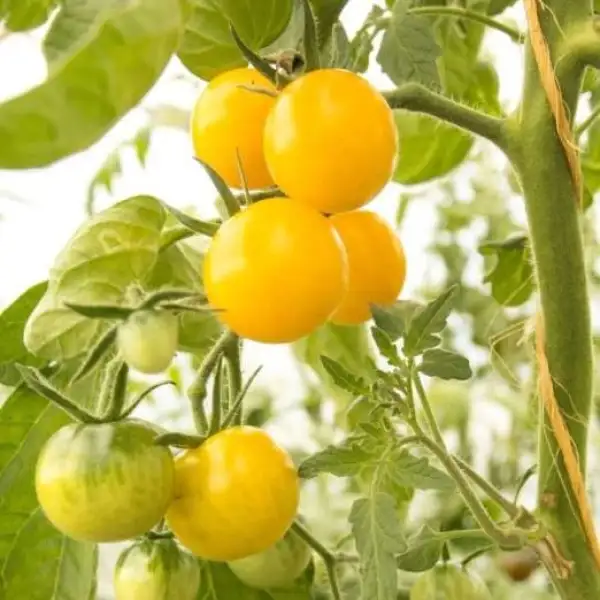 Tomaten: Dorada gelb