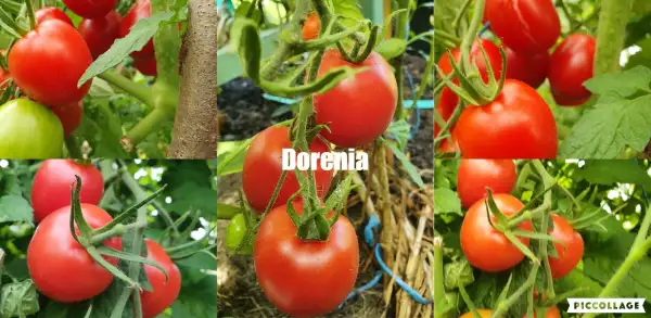 Tomaten: Dorenia