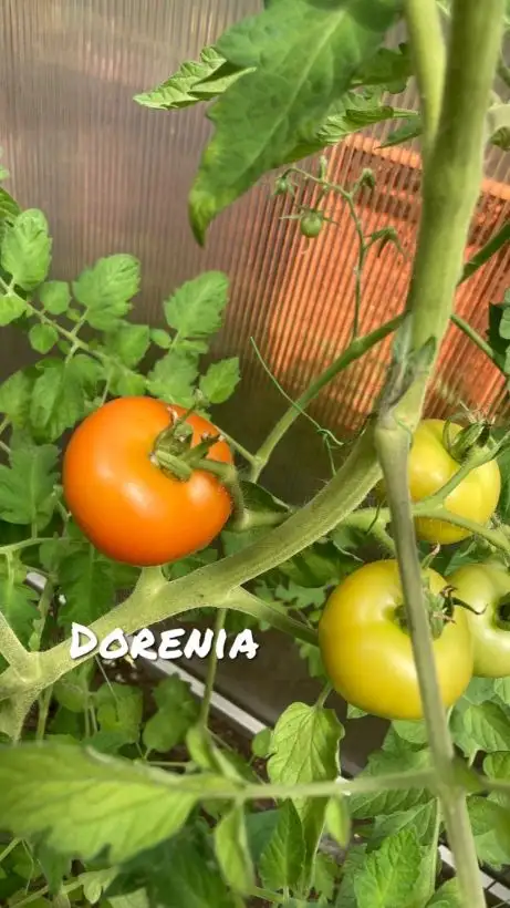 Tomaten: Dorenia