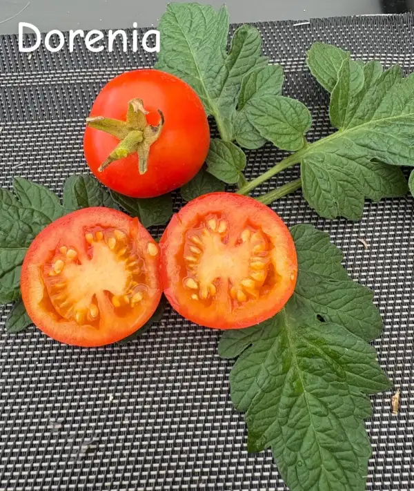 Tomaten: Dorenia