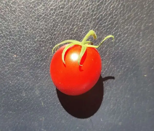 Tomaten: Dorenia