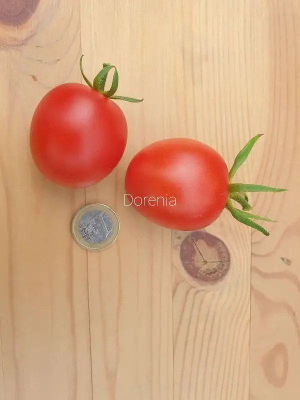 Tomaten: Dorenia