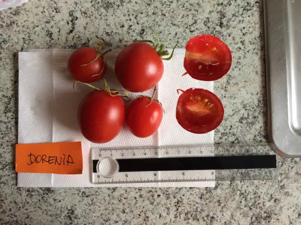 Tomaten: Dorenia