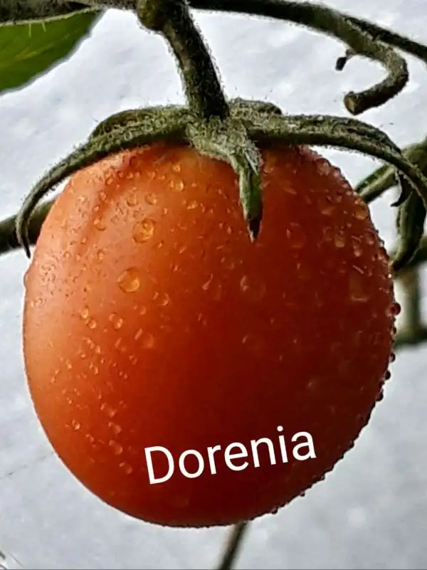 Tomaten: Dorenia