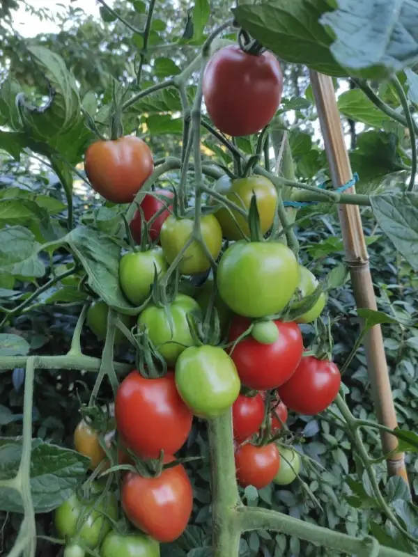 Tomaten: Dorenia | Freilandfähig