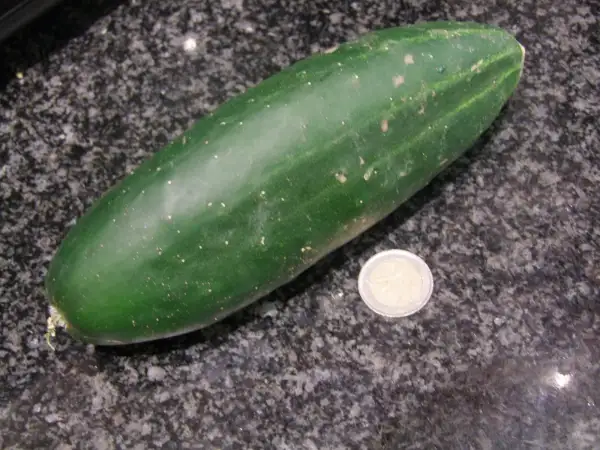 Gurken: Dorfgurke