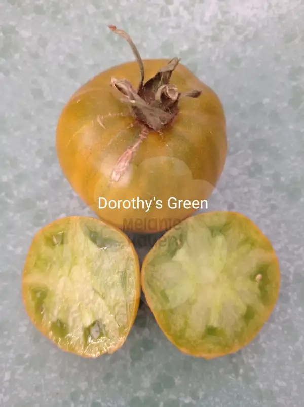 Tomaten: Dorothy