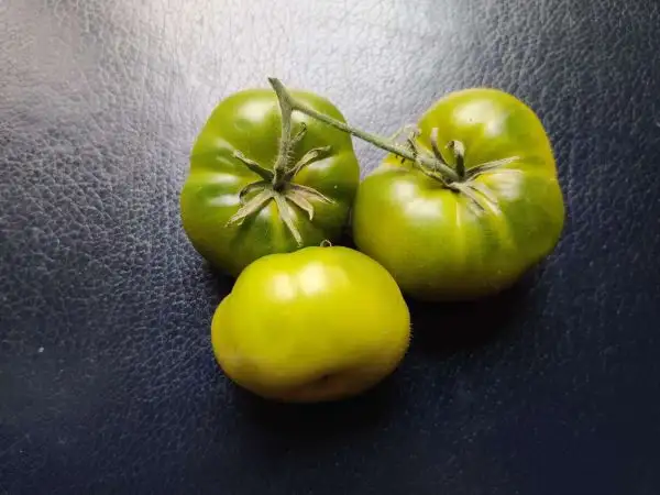 Tomaten: Dorothy’s Green