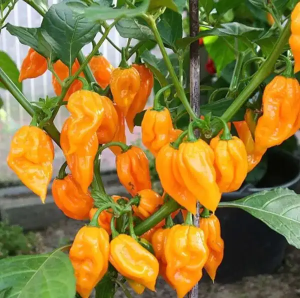 Chili / Paprika: Dorset naga Orange