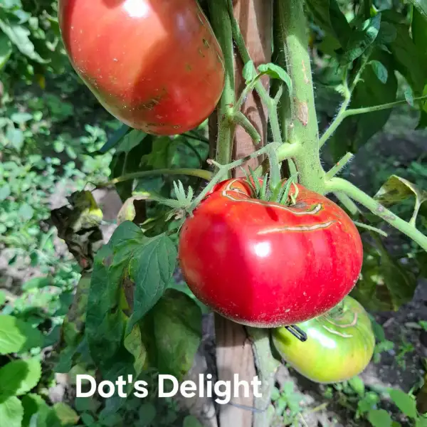 Tomaten: Dot