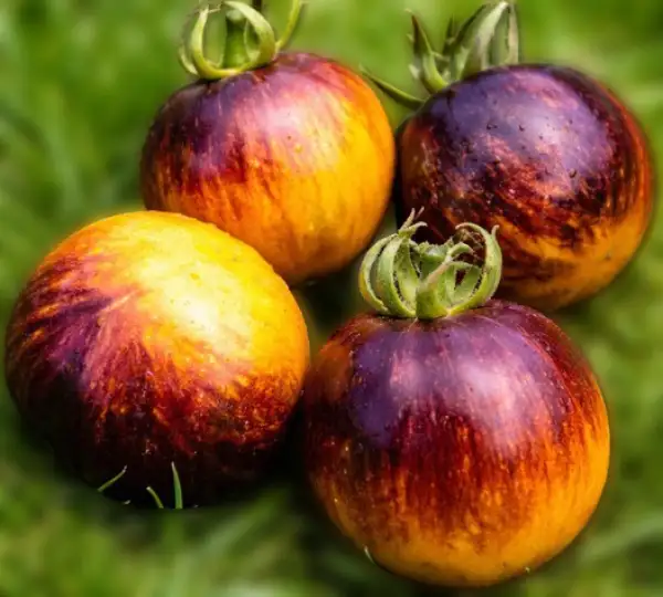 Tomaten: Double Life of Kolobok