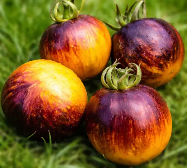Tomaten: Double Life of Kolobok