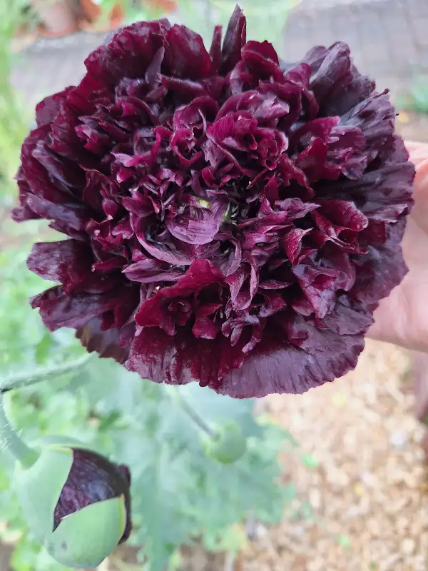 Blumen: Double Mohn