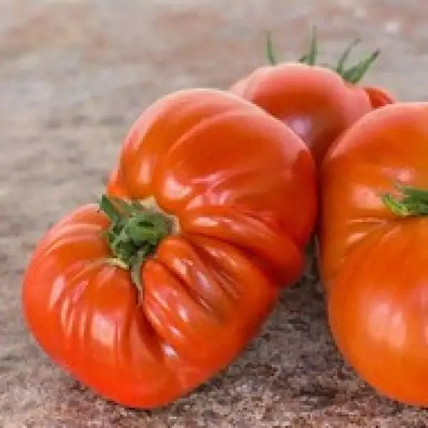 Tomaten: Double Rich