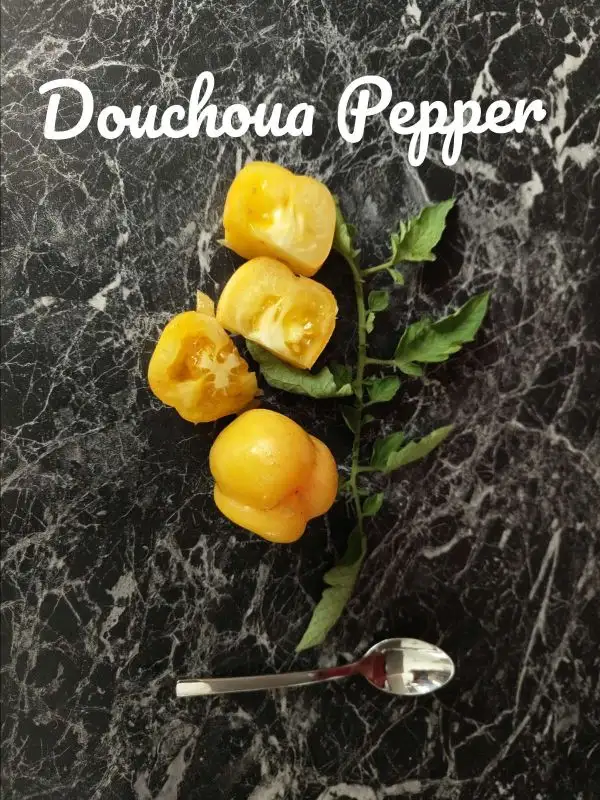 Tomaten: Douchoua Pepper