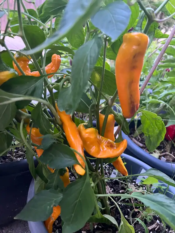 Chili / Paprika: Doux Long D‘Antibes