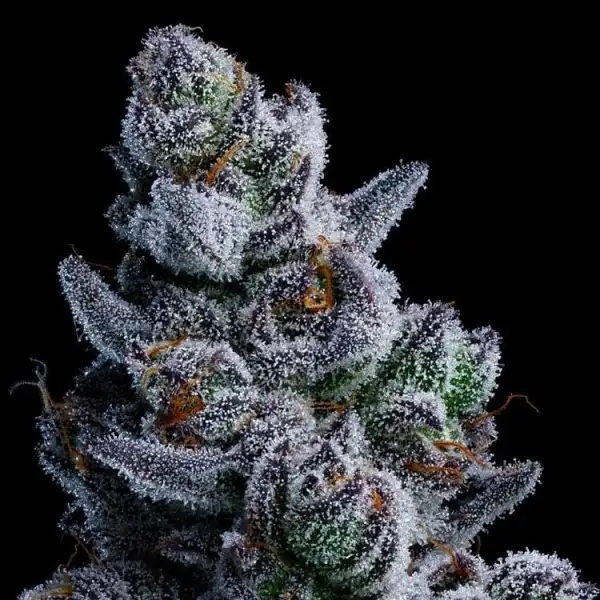 Cannabis: Dozy Don Anesia Seeds