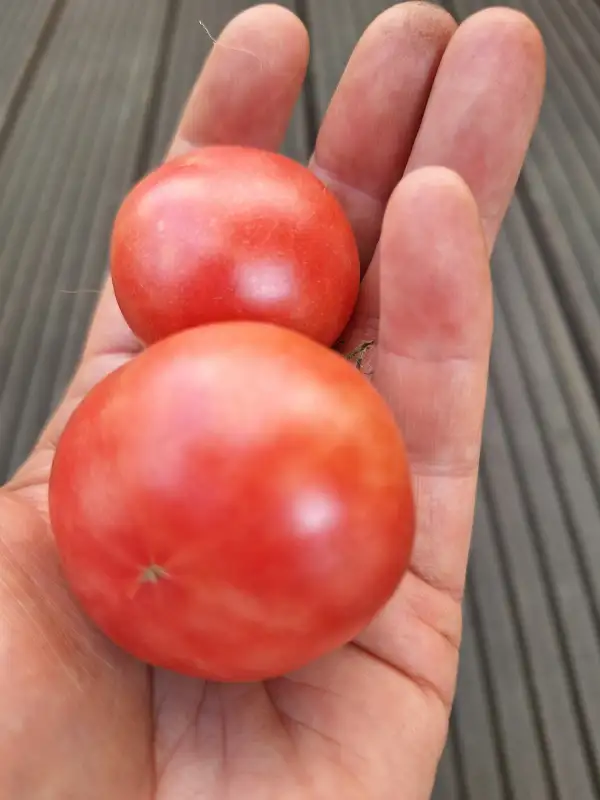 Tomaten: Dr. Carolyn Pink