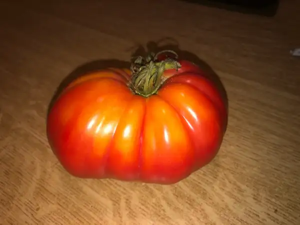 Tomaten: Dr. Neal