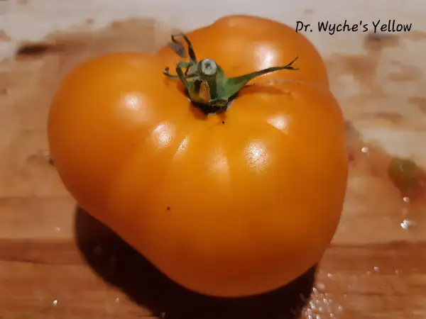 Tomaten: Dr. Wyche´s Yellow