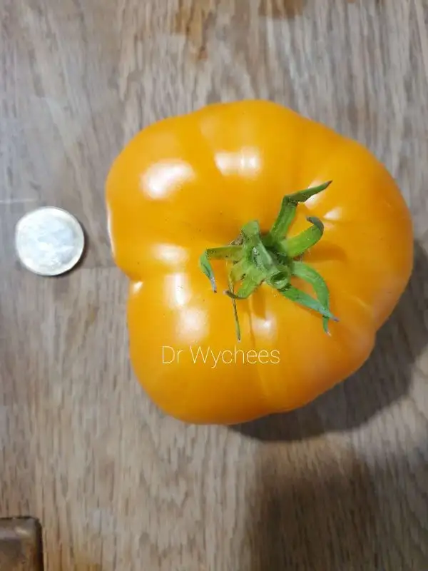 Tomaten: Dr Wychees