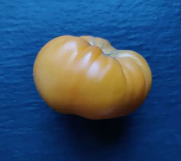 Tomaten: Dr. Wyches Yellow