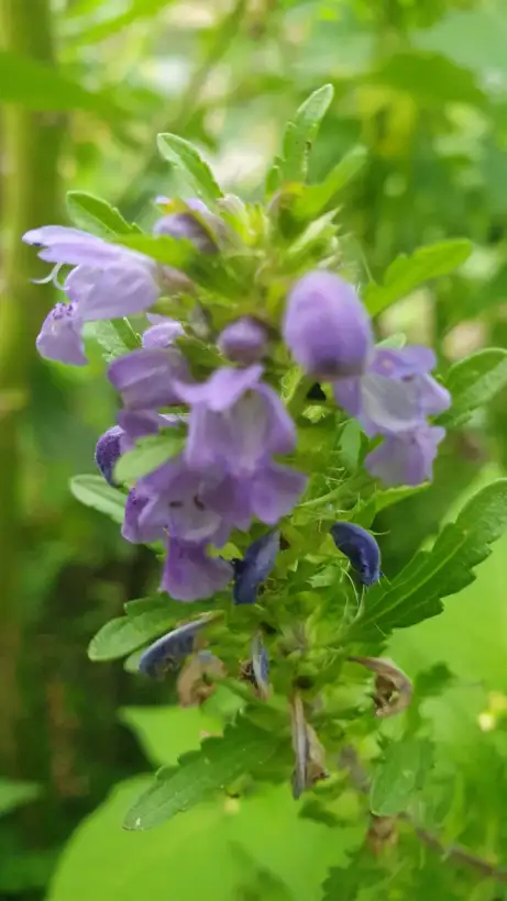 Blumen: Drachenkopf - Moldavische Milisse