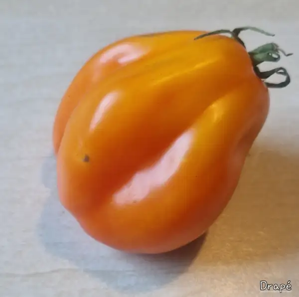 Tomaten: Drapé