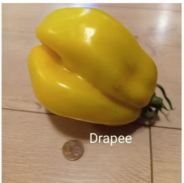 Tomaten: Drapeé