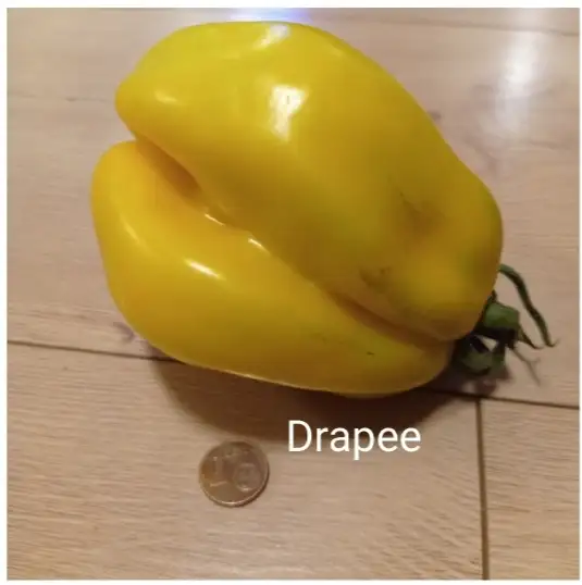 Tomaten: Drapeé