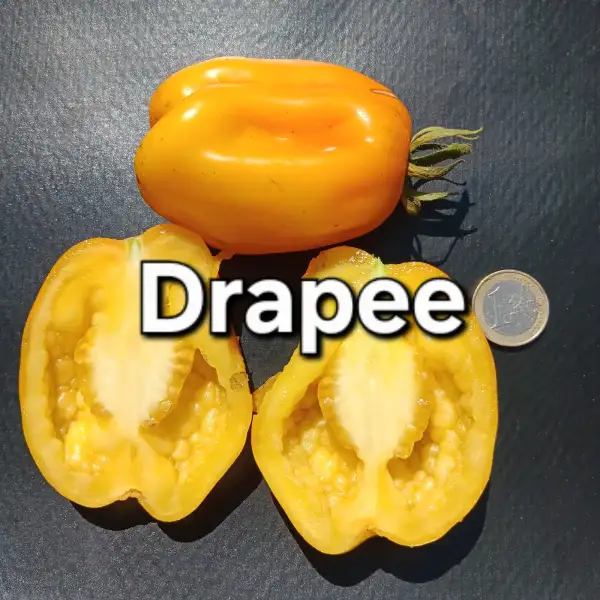 Tomaten: Drapeé