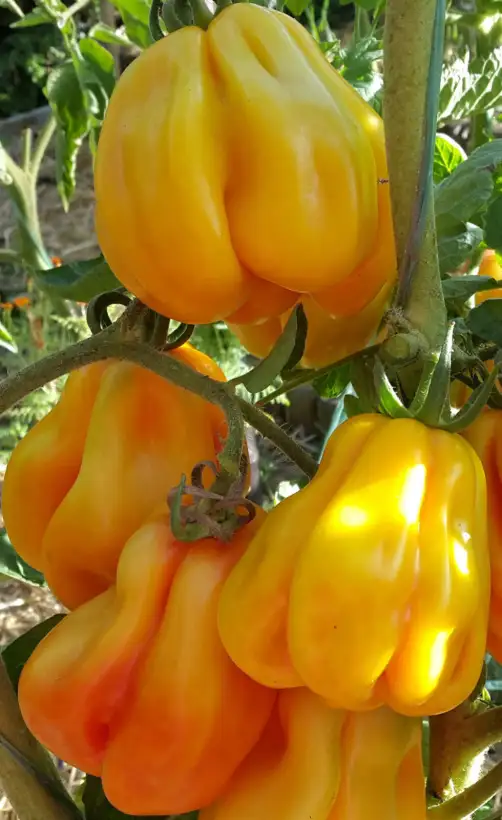 Tomaten: Drapeé
