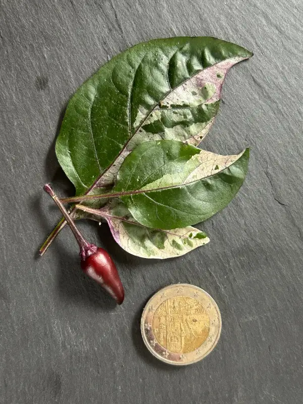 Chili / Paprika: Dreamcatcher