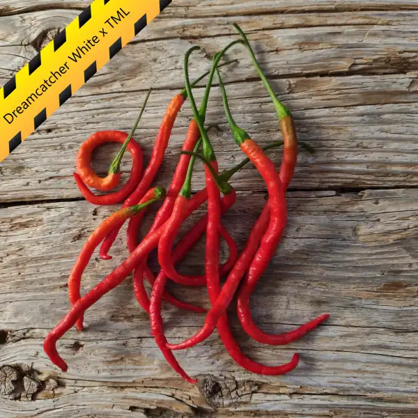 Chili: Dreamcatcher White x TML
