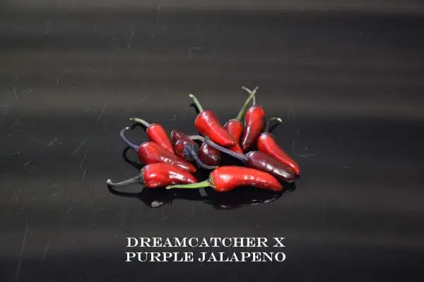 Chili / Paprika: Dreamcatcher X Purple Jalapeno