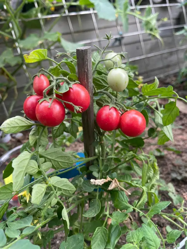 Tomaten: Drei Käse Hoch - Zwergtomate