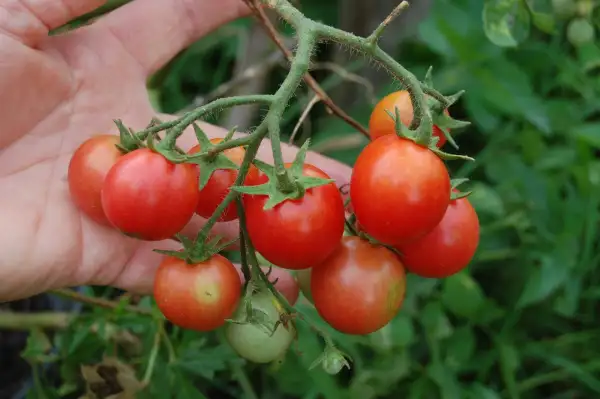 Tomaten: Drei-Käse-Hoch